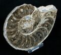 Mammites Nodosoides Ammonite (Half) - Morocco #3988-2